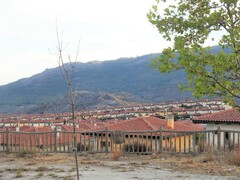Platanus × hispanica