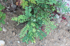 Robinia pseudoacacia