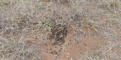 Tephrosia lupinifolia