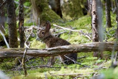 Lepus americanus