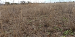 Tephrosia lupinifolia