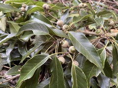 Quercus salicina
