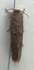 Acrolophus heppneri