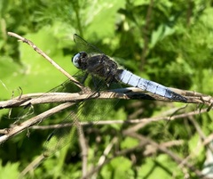Libellula fulva