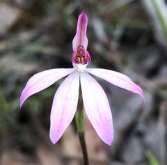 Caladenia fuscata