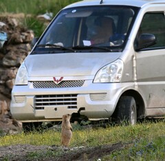 Marmota himalayana