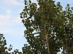 Populus × canadensis
