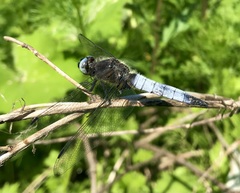 Libellula fulva