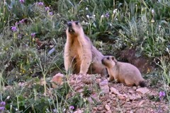 Marmota himalayana