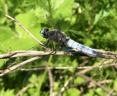 Libellula fulva