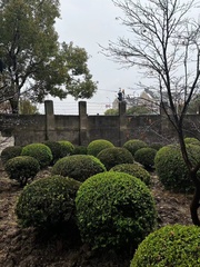 Buxus sinica