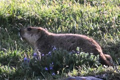 Marmota himalayana