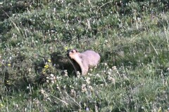 Marmota himalayana