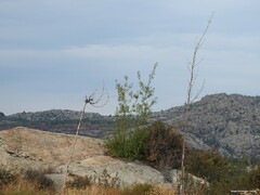 Fraxinus angustifolia