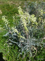Astragalus oxyphysus