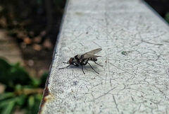 Anthomyia pluvialis