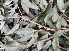 Quercus salicina