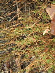 Santolina rosmarinifolia
