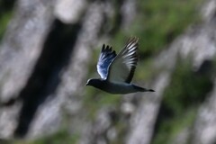Columba rupestris