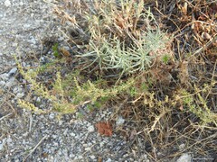 Helichrysum stoechas
