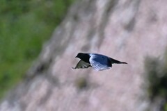 Columba rupestris