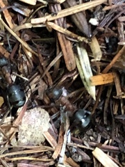 Formica rufa