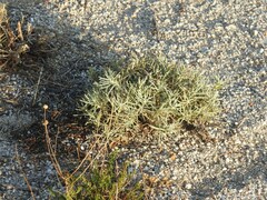 Santolina rosmarinifolia