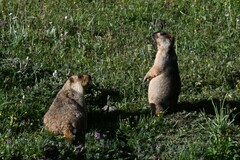 Marmota himalayana