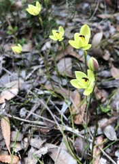 Thelymitra antennifera