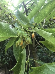 Vasconcellea quercifolia