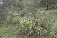 Acacia howittii