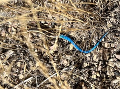 Plestiodon skiltonianus