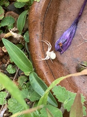 Zygometis xanthogaster