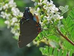 Atlides halesus