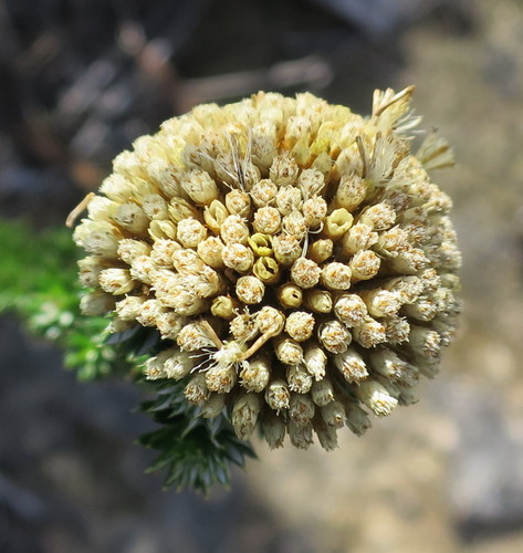 Image of Metalasia luteola by no rights reserved