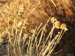 Helichrysum stoechas