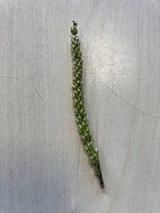 Triglochin maritima