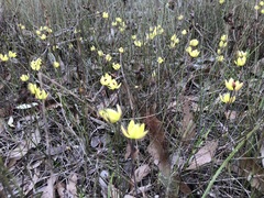 Thelymitra antennifera