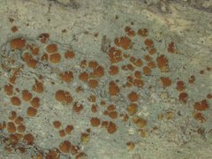 Lecanora cinereofusca