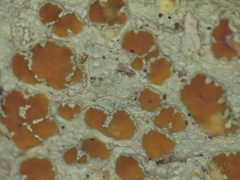 Lecanora cinereofusca