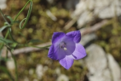 Campanula scheuchzeri