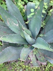Agave atrovirens