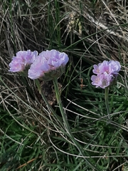 Armeria maritima