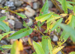 Rabdophaga strobiloides