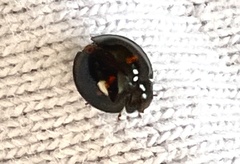 Chilocorus bipustulatus