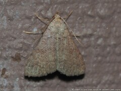 Bleptina caradrinalis