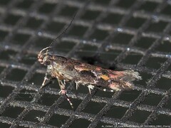 Aristotelia pudibundella