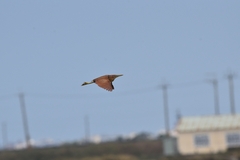 Ixobrychus cinnamomeus