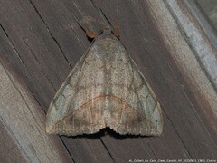 Anticarsia gemmatalis