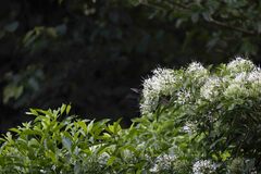 Pavetta hongkongensis